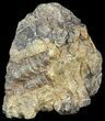 Fossil Coral (Actinocyathus) Head - Morocco #44865-1